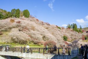 川見四季桜の里、紅葉、11月秋、愛知県豊田市の観光・撮影スポットの画像と写真