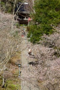 川見四季桜の里、紅葉、11月秋、愛知県豊田市の観光・撮影スポットの画像と写真