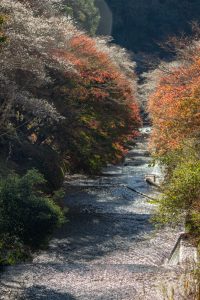 柿ヶ入り遊歩道、紅葉、11月秋、愛知県豊田市の観光・撮影スポットの画像と写真