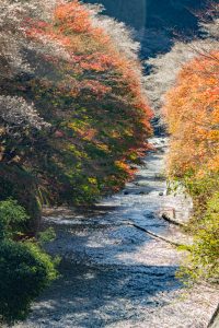 柿ヶ入り遊歩道、紅葉、11月秋、愛知県豊田市の観光・撮影スポットの画像と写真