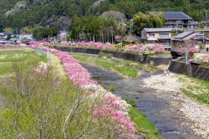 しだれ花桃の里、4月の春の花、愛知県新城市の観光・撮影スポットの画像と写真