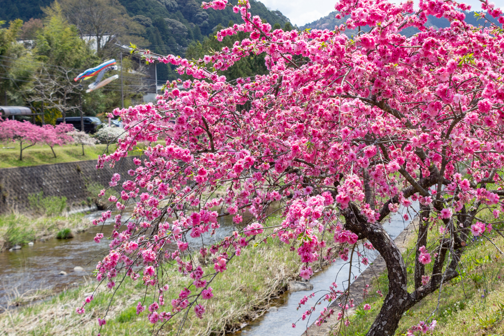 しだれ花桃の里、4月の春の花、愛知県新城市の観光・撮影スポットの画像と写真