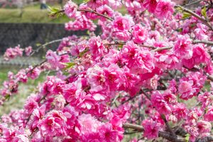 しだれ花桃の里、4月の春の花、愛知県新城市の観光・撮影スポットの画像と写真