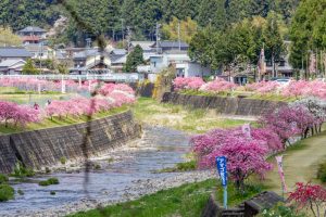 しだれ花桃の里、4月の春の花、愛知県新城市の観光・撮影スポットの画像と写真