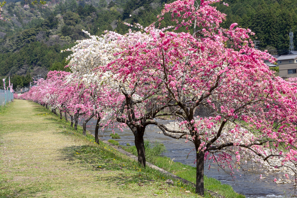 しだれ花桃の里、4月の春の花、愛知県新城市の観光・撮影スポットの画像と写真