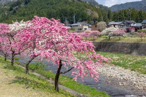 しだれ花桃の里、4月の春の花、愛知県新城市の観光・撮影スポットの画像と写真