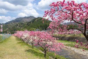 しだれ花桃の里、4月の春の花、愛知県新城市の観光・撮影スポットの画像と写真