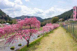 しだれ花桃の里、4月の春の花、愛知県新城市の観光・撮影スポットの画像と写真