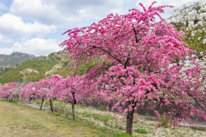 しだれ花桃の里、4月の春の花、愛知県新城市の観光・撮影スポットの画像と写真