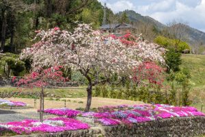 しだれ花桃の里、4月の春の花、愛知県新城市の観光・撮影スポットの画像と写真