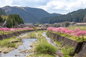 しだれ花桃の里、4月の春の花、愛知県新城市の観光・撮影スポットの画像と写真