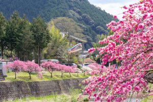 しだれ花桃の里、4月の春の花、愛知県新城市の観光・撮影スポットの画像と写真