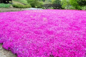 小牧市民四季の森、芝桜、3月春の花、愛知県小牧市の観光・撮影スポットの画像と写真