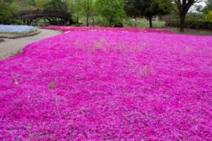 小牧市民四季の森、芝桜、3月春の花、愛知県小牧市の観光・撮影スポットの画像と写真