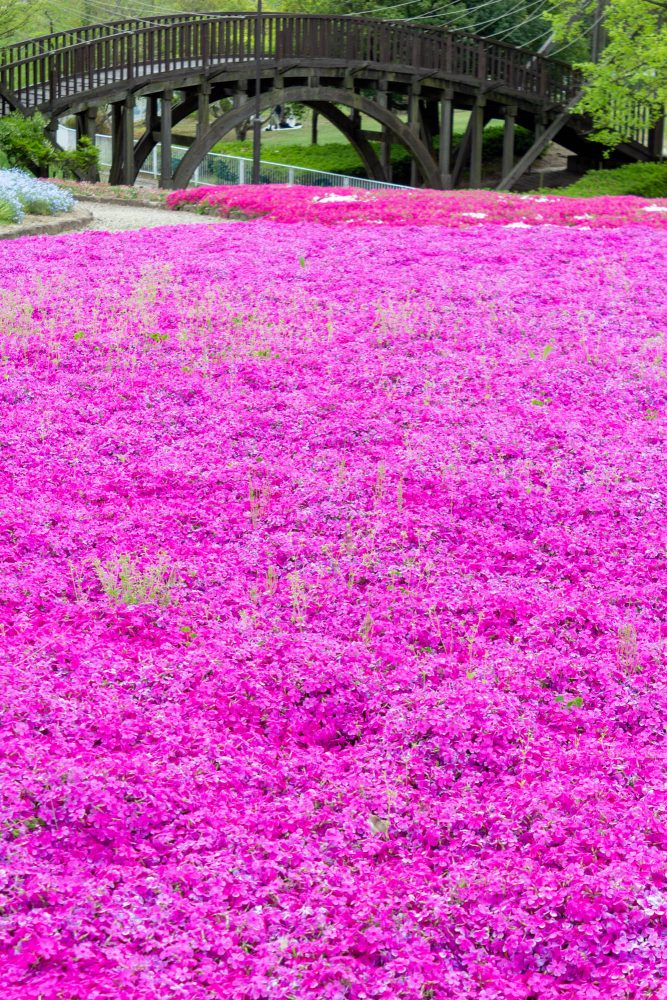 小牧市民四季の森、芝桜、3月春の花、愛知県小牧市の観光・撮影スポットの画像と写真
