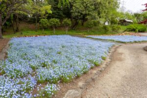 小牧市民四季の森、ネモフィラ、3月春の花、愛知県小牧市の観光・撮影スポットの画像と写真