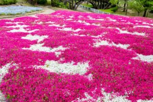 小牧市民四季の森、芝桜、3月春の花、愛知県小牧市の観光・撮影スポットの画像と写真