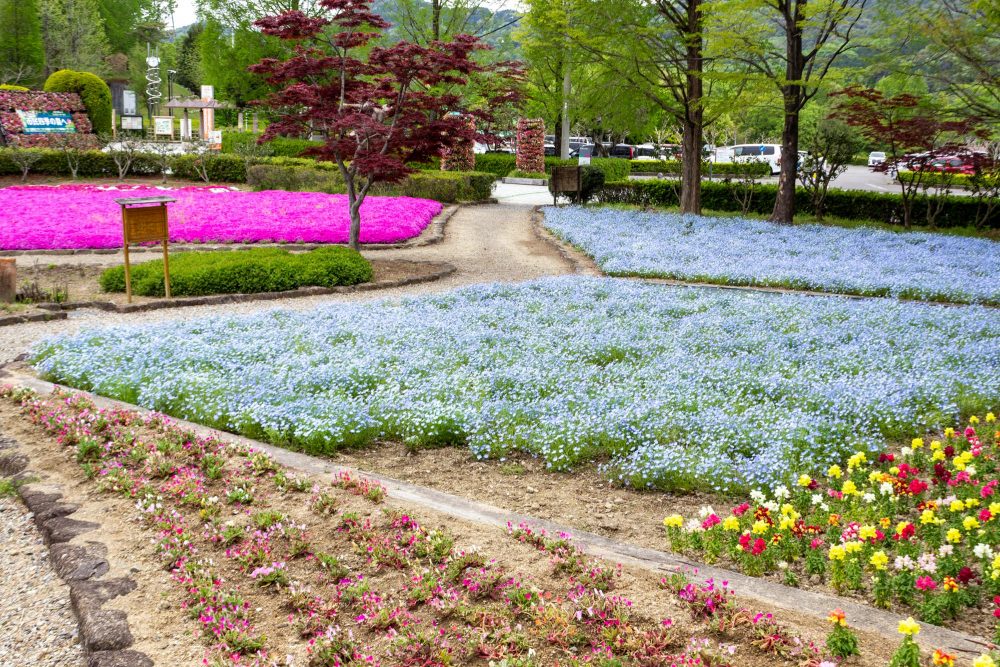 小牧市民四季の森、ネモフィラ、3月春の花、愛知県小牧市の観光・撮影スポットの画像と写真