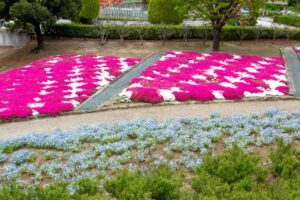 小牧市民四季の森、ネモフィラ、3月春の花、愛知県小牧市の観光・撮影スポットの画像と写真