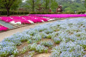 小牧市民四季の森、ネモフィラ、3月春の花、愛知県小牧市の観光・撮影スポットの画像と写真