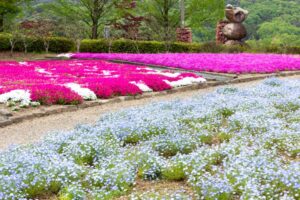 小牧市民四季の森、ネモフィラ、3月春の花、愛知県小牧市の観光・撮影スポットの画像と写真