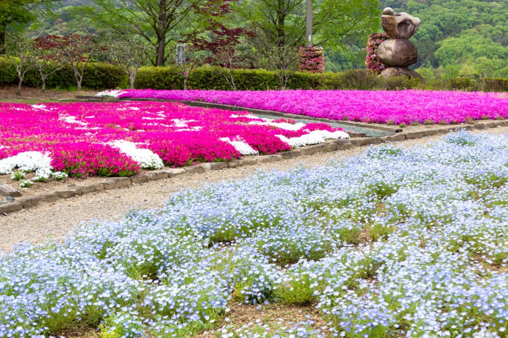 小牧市民四季の森、ネモフィラ、3月春の花、愛知県小牧市の観光・撮影スポットの画像と写真
