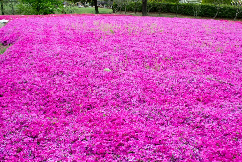 小牧市民四季の森、芝桜、3月春の花、愛知県小牧市の観光・撮影スポットの画像と写真