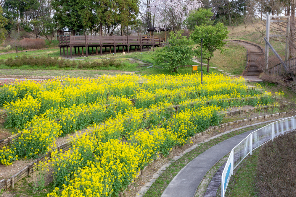 小牧市民四季の森、菜の花、3月春の花、愛知県小牧市の観光・撮影スポットの画像と写真