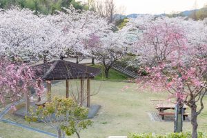 小牧市民四季の森、桜、3月春の花、愛知県小牧市の観光・撮影スポットの画像と写真