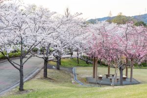 小牧市民四季の森、桜、3月春の花、愛知県小牧市の観光・撮影スポットの画像と写真