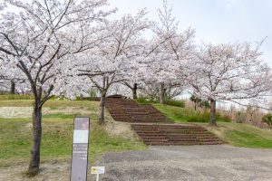 小牧市民四季の森、桜、3月春の花、愛知県小牧市の観光・撮影スポットの画像と写真