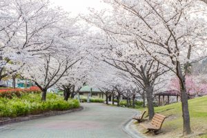 小牧市民四季の森、桜、3月春の花、愛知県小牧市の観光・撮影スポットの画像と写真