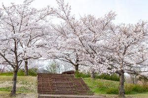 小牧市民四季の森、桜、3月春の花、愛知県小牧市の観光・撮影スポットの画像と写真
