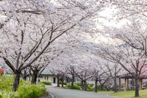 小牧市民四季の森、桜、3月春の花、愛知県小牧市の観光・撮影スポットの画像と写真