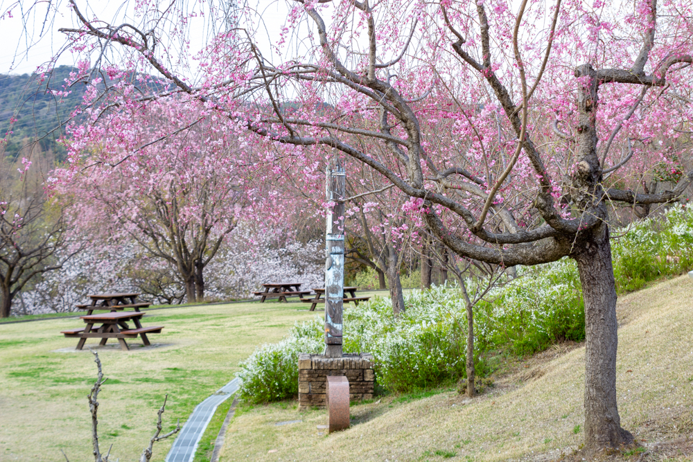 小牧市民四季の森、桜、3月春の花、愛知県小牧市の観光・撮影スポットの画像と写真