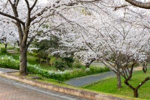 小牧市民四季の森、桜、3月春の花、愛知県小牧市の観光・撮影スポットの画像と写真