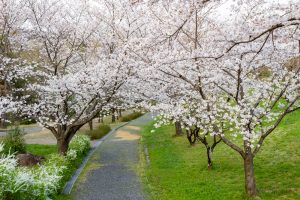 小牧市民四季の森、桜、3月春の花、愛知県小牧市の観光・撮影スポットの画像と写真