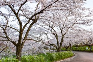 小牧市民四季の森、桜、3月春の花、愛知県小牧市の観光・撮影スポットの画像と写真
