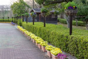 小牧市民四季の森、3月春の花、愛知県小牧市の観光・撮影スポットの画像と写真