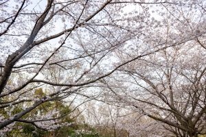 小牧市民四季の森、桜、3月春の花、愛知県小牧市の観光・撮影スポットの画像と写真