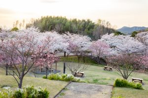 小牧市民四季の森、桜、3月春の花、愛知県小牧市の観光・撮影スポットの画像と写真