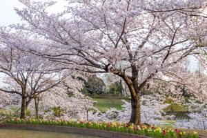 小牧市民四季の森、桜、3月春の花、愛知県小牧市の観光・撮影スポットの画像と写真