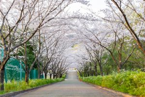 小牧市民四季の森、桜、3月春の花、愛知県小牧市の観光・撮影スポットの画像と写真