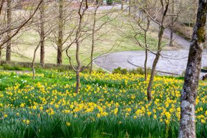 小牧市民四季の森、水仙、3月春の花、愛知県小牧市の観光・撮影スポットの画像と写真