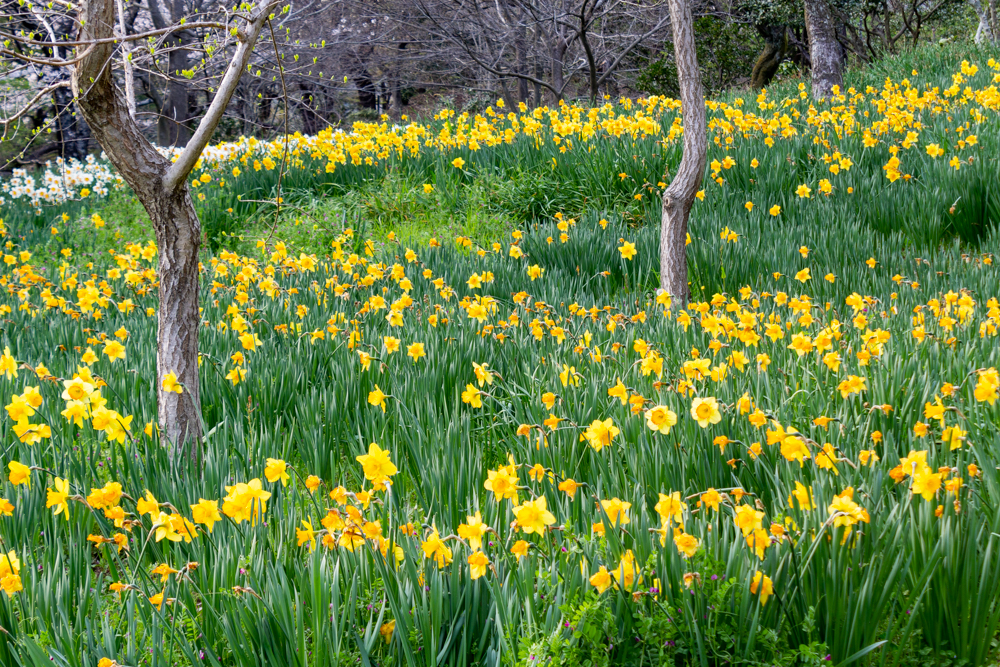 小牧市民四季の森、水仙、3月春の花、愛知県小牧市の観光・撮影スポットの画像と写真