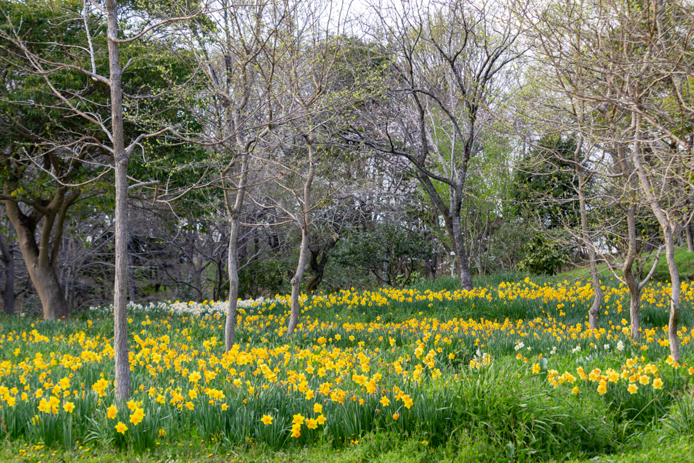 小牧市民四季の森、水仙、3月春の花、愛知県小牧市の観光・撮影スポットの画像と写真