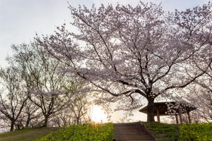小牧市民四季の森、桜、3月春の花、愛知県小牧市の観光・撮影スポットの画像と写真