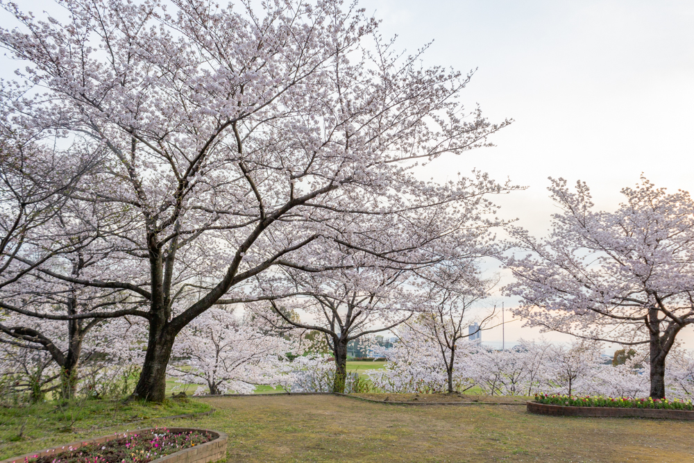 小牧市民四季の森、桜、3月春の花、愛知県小牧市の観光・撮影スポットの画像と写真
