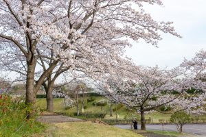 小牧市民四季の森、桜、3月春の花、愛知県小牧市の観光・撮影スポットの画像と写真