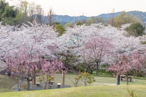 小牧市民四季の森、桜、3月春の花、愛知県小牧市の観光・撮影スポットの画像と写真